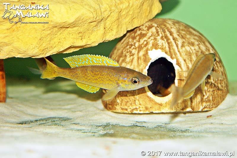 Cyprichromis microlepidotus 'Bemba'